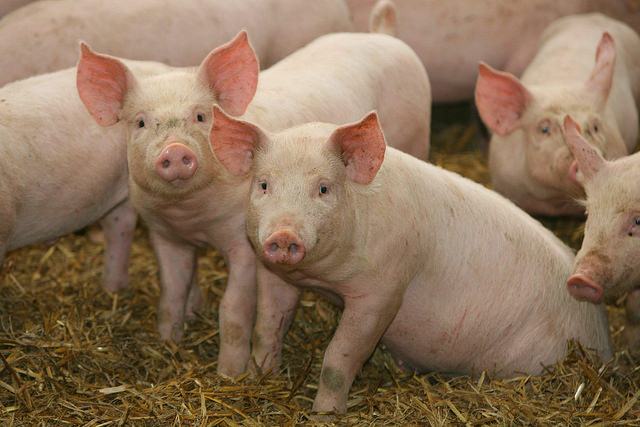 Le recenti acquisizioni in tema di benessere dei suini sono state al centro del convegno “The Ethical Pig Farm” che si è svolto a Lodi