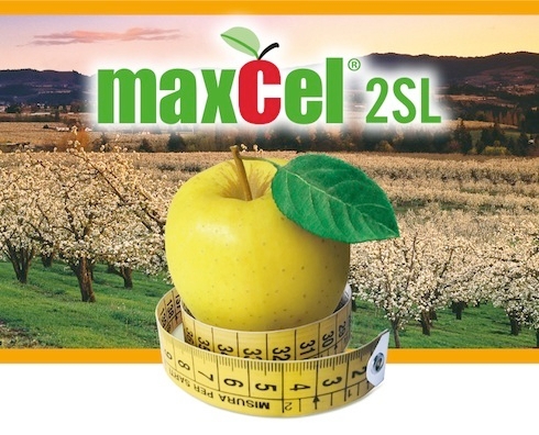 MaxCel®2SL: frutti sotto controllo in numero e misura
