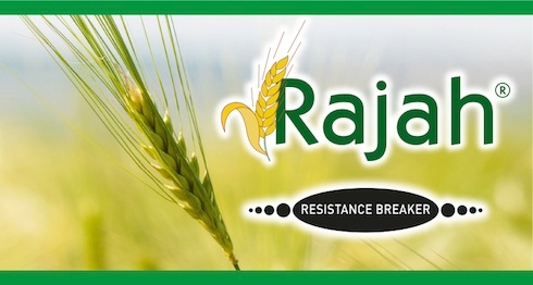 Rajah: risultati principeschi nella difesa dei cereali