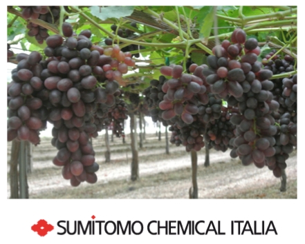 Excelero di Sumitomo Chemical Italia per le uve a bacca rossa