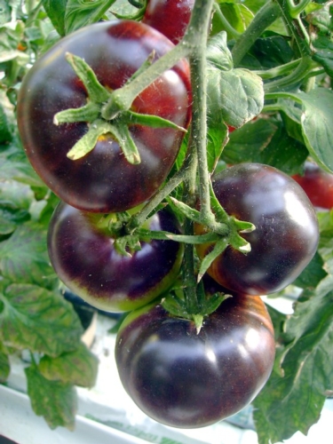 SunBlack è il pomodoro nero brevettato e caratterizzato dalla presenza di un alto contenuto di antociani