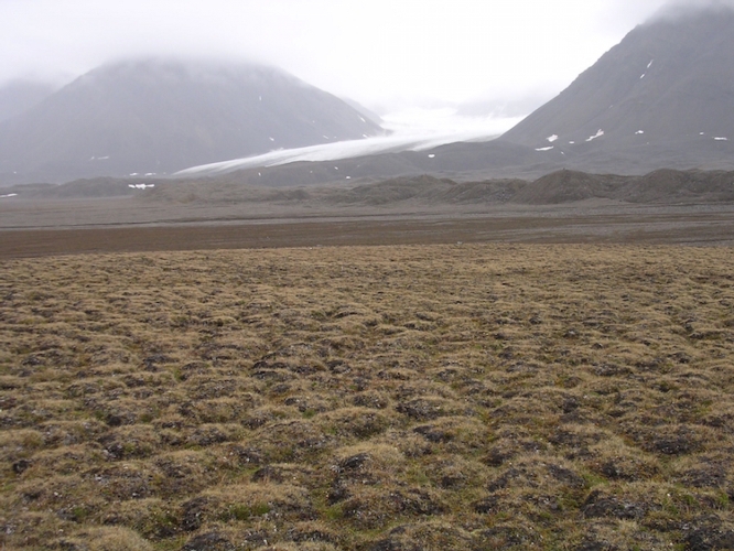 La Saxifraga oppositifolia è tra le prime piante a colonizzare il suolo liberato dai ghiacciai