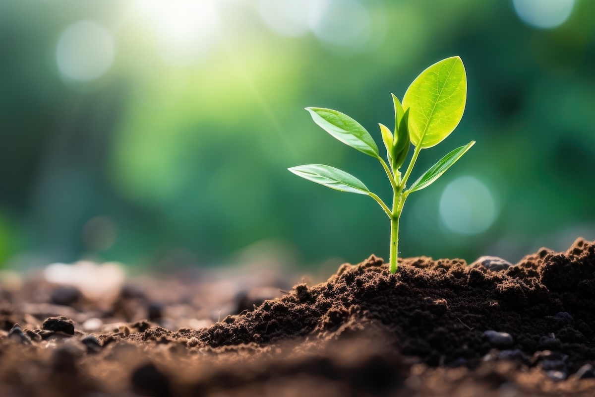 Terreno, suolo agricolo