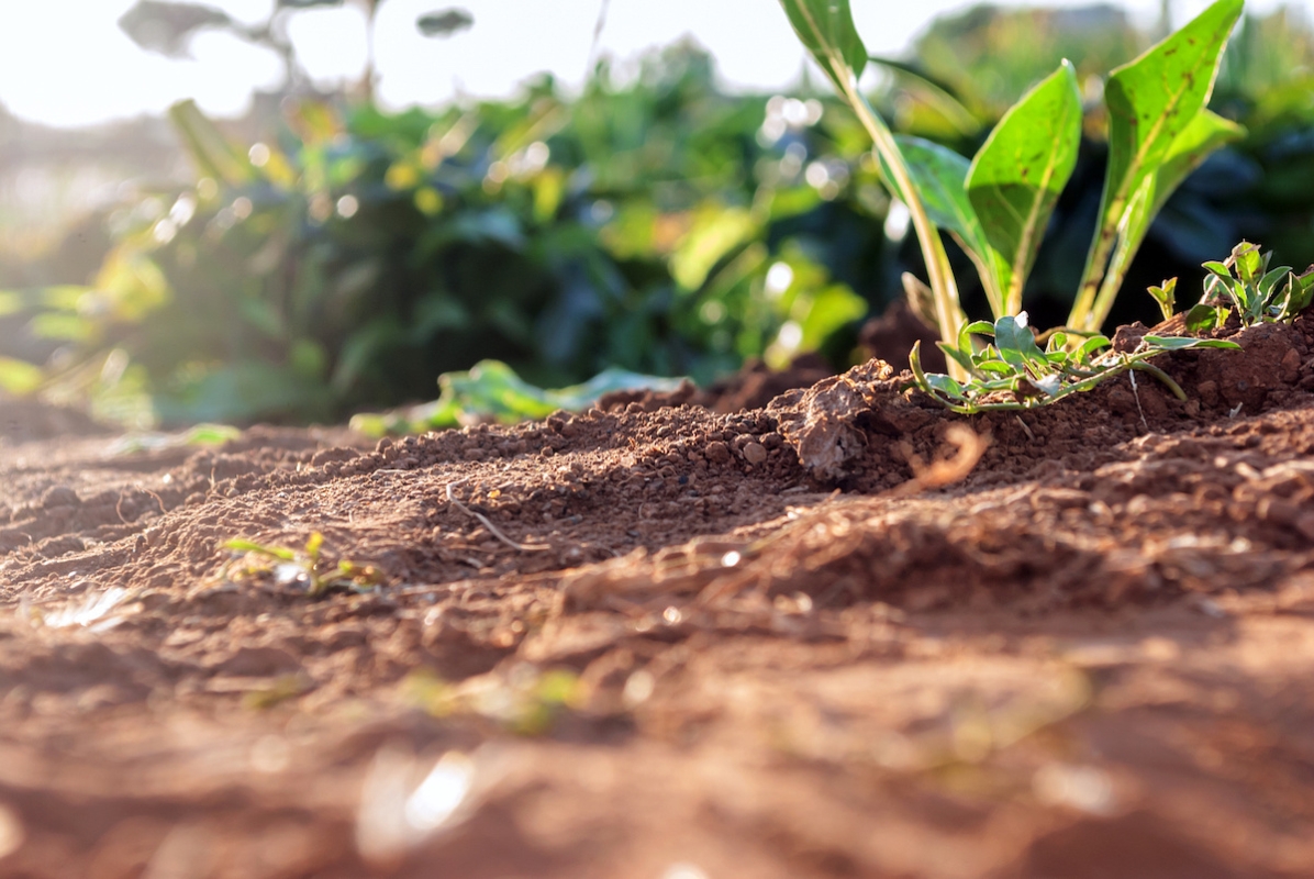 Fertilizzanti: la salute di suolo, ambiente e piante