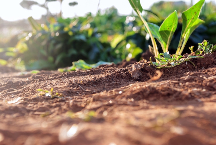 Secondo l'Ispra il consumo di suolo in Italia viaggia al ritmo di una media di quindici ettari al giorno