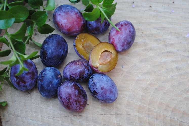 Il ramassin è una piccola susina blu-violetta, presidio Slow Food