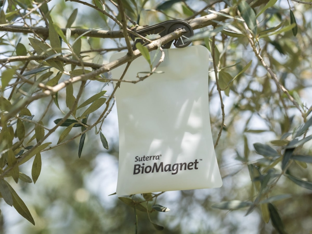 Le soluzioni contro la mosca dell'olivo