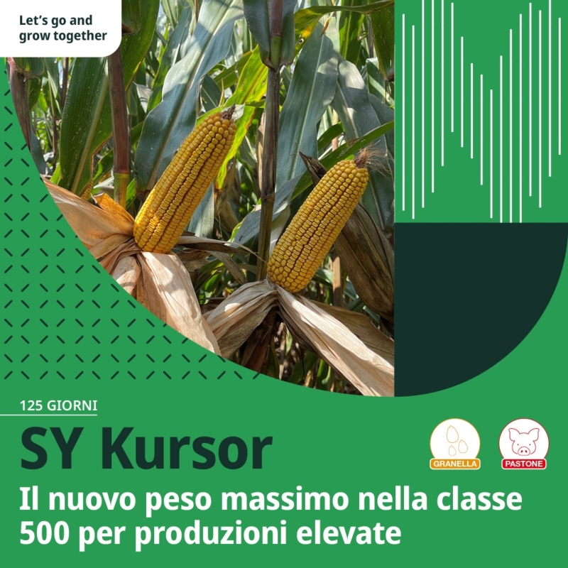 SY Kursor è l'ibrido da granella di classe FAO 500 di Syngenta Seeds