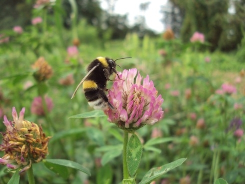 Le essenze vegetali previste da Operation Pollinator favoriscono biodiversità e impollinatori