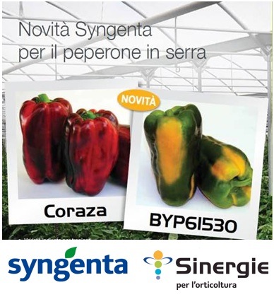 Le due nuove varietà di peperoni di Syngenta