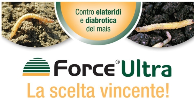 Force® Ultra: contro le lerve di elateridi e diabrotica