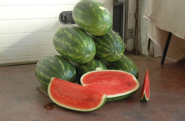 Melone, soluzioni tecniche e produzioni sostenibili