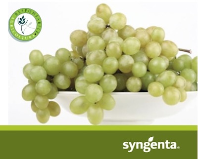 L'uva da tavola è la prima coltura scelta da Syngenta e Univeg Italia per il loro progetto congiunto