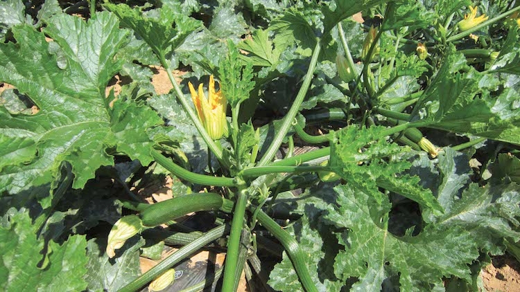 Zucchino: la varietà Syros, resistente all'oidio