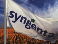 Difesa delle colture e sementi: i risultati di Syngenta nel terzo trimestre 2007