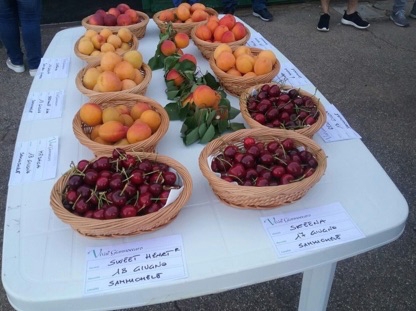 tavolo-frutta-xvi-giornata-frutticoltura-fonte-biolchim