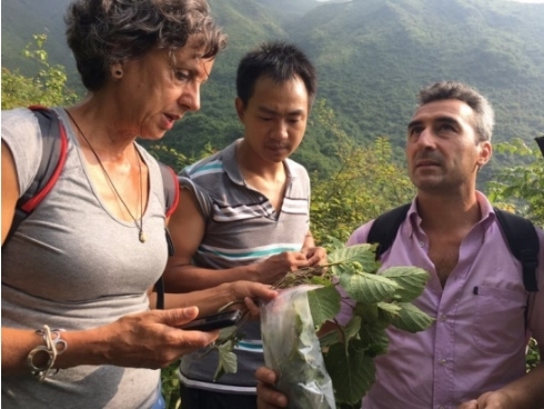 Ricercatori italiani con i colleghi cinesi tra i noccioleti dello Sichuan 