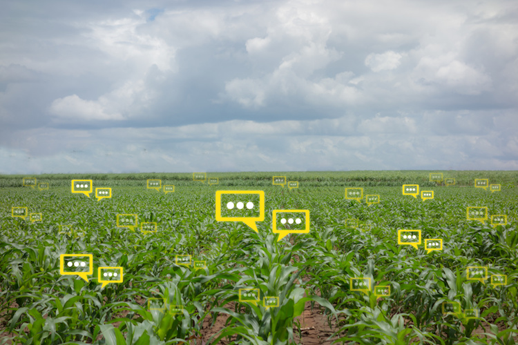 La survey dell'Osservatorio Smart AgriFood è dedicata alle aziende agroalimentari (Foto di archivio)