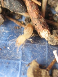 Un esemplare di termite
