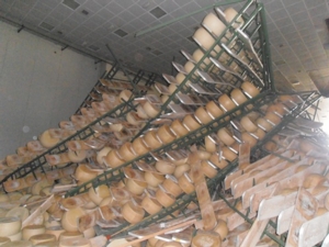 Sono 635.000 le forme di Parmigiano Reggiano cadute durante il sisma