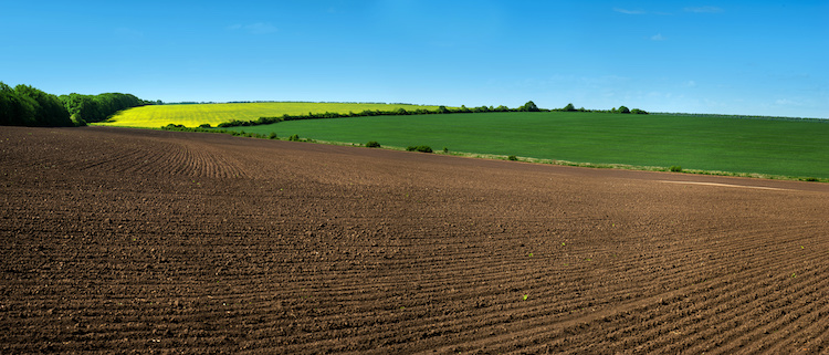 terreno-arato-paesaggio-campi-colza-agricoltura-by-pavlobaliukh-adobe-stock-750x321.jpeg