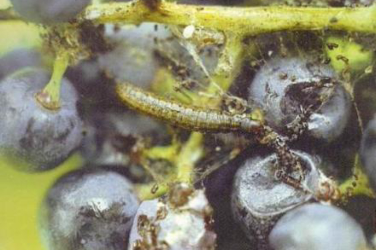 Un larva di tignola rigata su grappolo