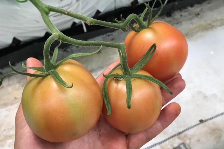 Cresce l'attenzione verso il Tomato brown rugose fruit virus
