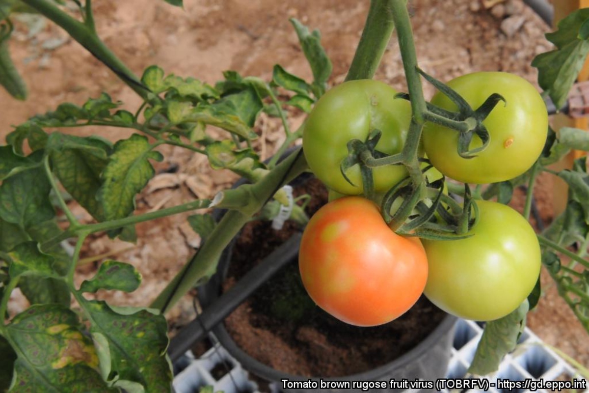 In foto: i danni provocati dal ToBRFV su pianta di pomodoro e sui frutti, che tendono a sembrare immaturi