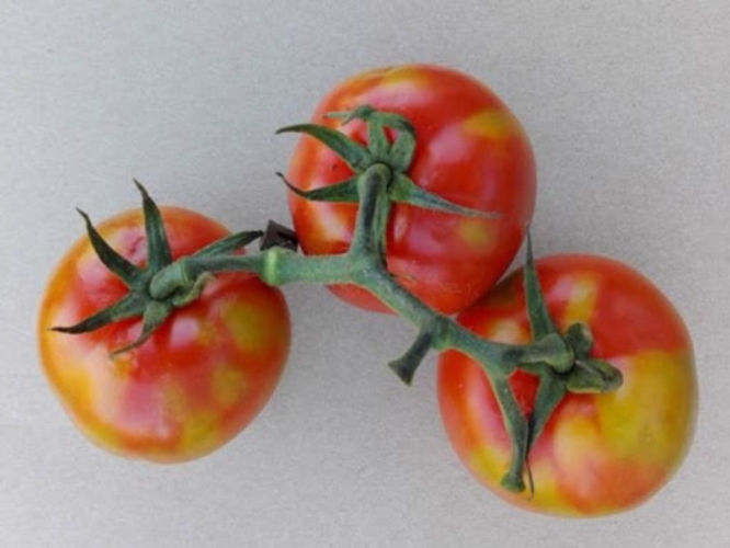 Pomodori con primi sintomi di ToBRFV con clorosi sulle bacche e rugosità lungo i peduncoli