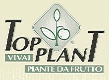 Top Plant Vivai, alla ricerca di soluzioni sempre più innovative