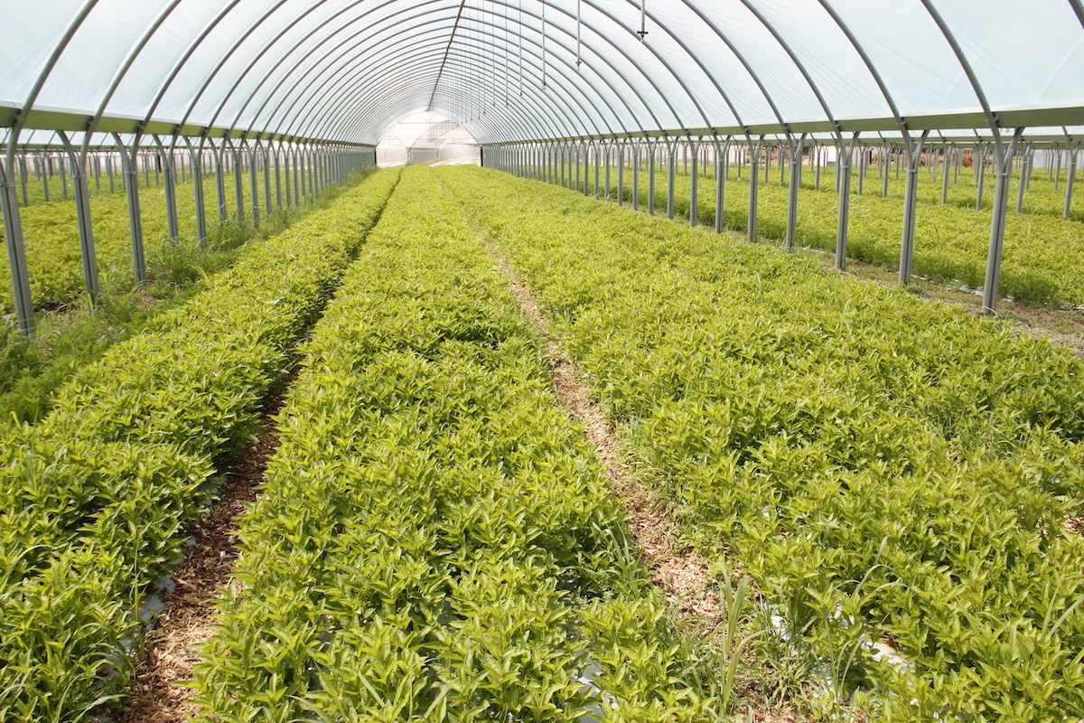 Irrigazione di precisione nelle serre NGF per la produzione di coloranti dalle piante