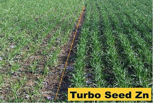 Migliore preparazione all'accestimento di grano trattato alla semina con Turbo Seed Zn