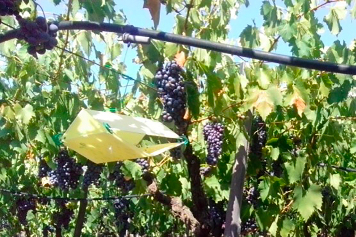 Il progetto Prosit ha anche elaborato la realizzazione di una banca dei lieviti vinari autoctoni messa a disposizione dei trasformatori di uve della regione e finalizzata anche alla riduzione del rame nei vini bio