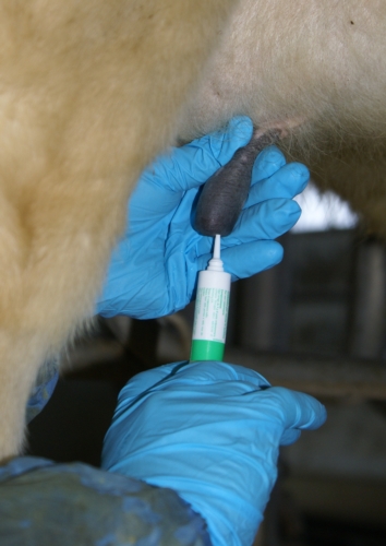 Alla messa in asciutta le vacche vengono oggi sottoposte a un trattamento antibiotico a tappeto, con finalità sia terapeutiche che preventive nei confronti delle mastiti
