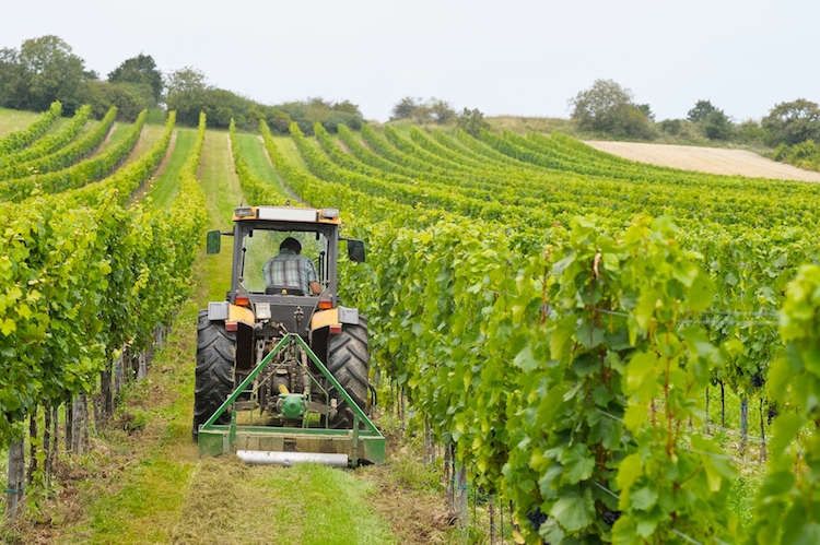 In Sicilia da domani scatta il primo taglio dei grappoli, ma anche altre regioni del Sud potrebbero intervenire per i vitigni non autoctoni