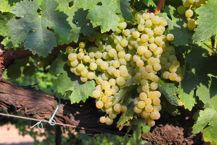 trebbiano-vite-vigneto-uva-bianca-vitigno-by-marcoemilio-adobe-stock-750x500