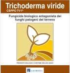 Trichoderma viride ceppo TV1 è un fungicida biologico adatto anche alla lotta integrata