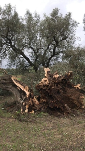 In provincia di Brindisi un olivo secolare spaccato in due dal vento