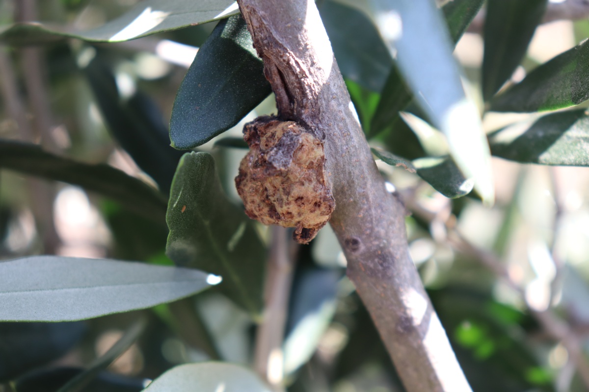 Difesa dalla rogna con i dati satellitari: il progetto Salvaolivi