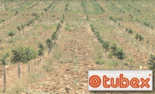 Tubex protegge le piante durante la crescita, favorendo e velocizzando lo sviluppo