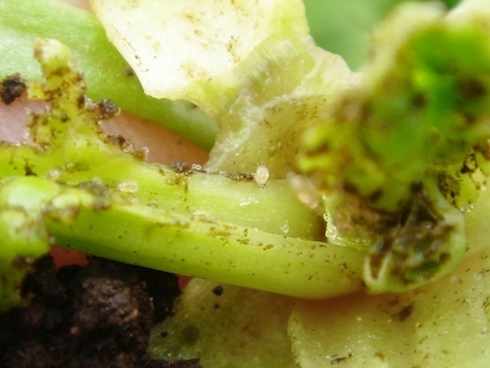Tyrophagus similis è stato osservato su spinacio, melone, anguria, zucca e mais