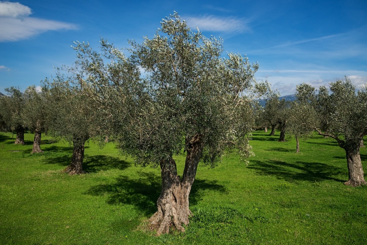 Il 15 luglio scorso Regione Puglia ha deliberato 1,6 milioni di euro in favore di proprietari e conduttori colpiti dalle misure di contenimento nell'area delimitata, con abbattimento di piante suscettibili al batterio (Foto di archivio)