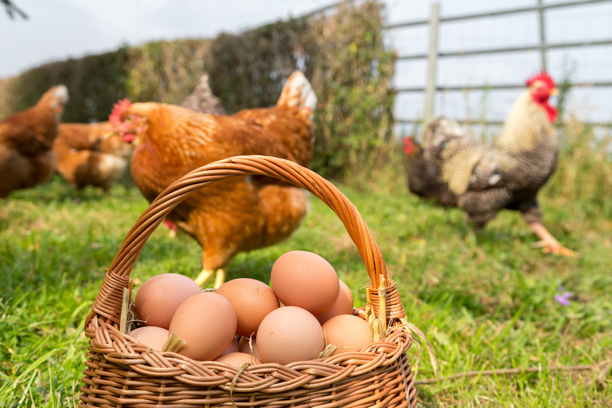 Carni avicole e uova hanno segnato forti aumenti di prezzo negli ultimi mesi (Foto di archivio)