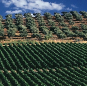 Vicenza, convegno su uso sostenibile dei prodotti fitosanitari