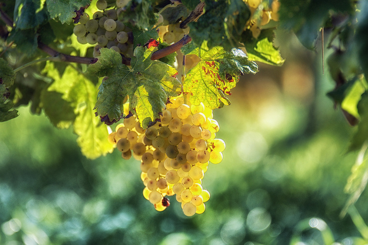 uva-bianca-italiana-vite-vitivinicoltura-by-maurizio-fotolia-750.jpeg