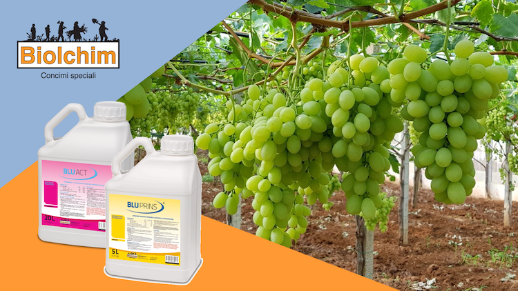 Per germogliare adeguatamente l'uva da tavola ha bisogno di accumulare almeno 900-1000 unità di freddo 
