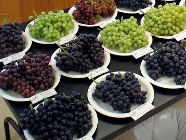 Ricerca e innovazione varietale al centro del 21° Congresso sull'uva da tavola
