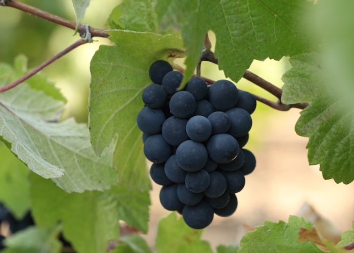 L'uva è ricca di sali minerali, vitamine A, B e C, e polifenoli