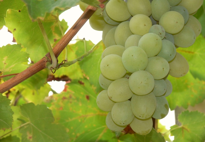 L'annata siccitosa ha conferito all'uva da tavola pugliese un'elevata qualità (Foto di archivio)