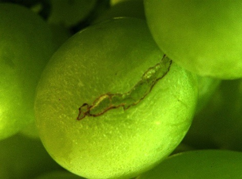 Cracking dell'uva da tavola, dalle prime segnalazioni all'analisi dei fattori influenzanti